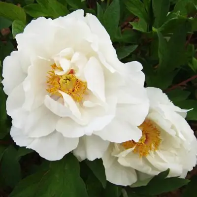 Пион БЕЛЫЙ НЕФРИТ древовидный в Слониме