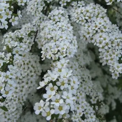 Спирея АРГУТА в Слониме