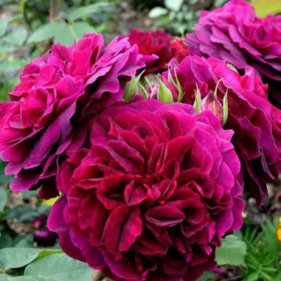 Роза МАНСТЕД ВУД английская в Слониме