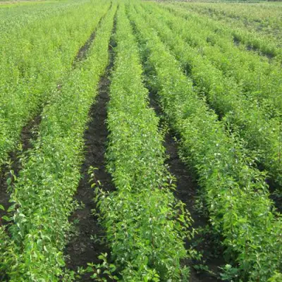 Подвой сливы ДИКАЯ АЛЫЧА в Слониме