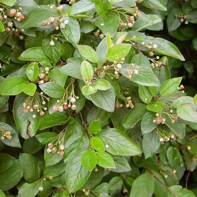 Кизильник блестящий в Слониме