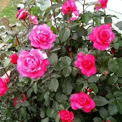 Роза МАЛИНОВЫЙ ЗВОН чайно-гибридная в Слониме