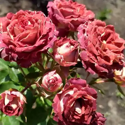 Роза ТИРАМИСУ спрей в Слониме