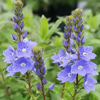 Вероника РОЯЛ БЛЮ большая в Слониме