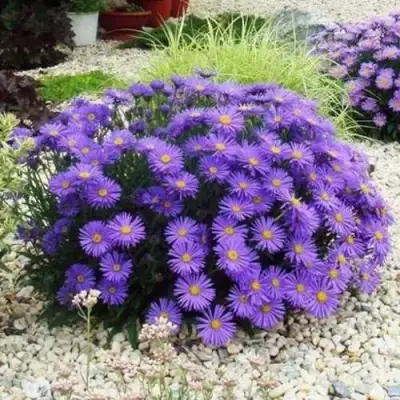 Астра ЛЕДИ ИН БЛЮ в Слониме