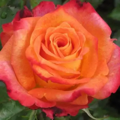 Роза ВАУ чайно-гибридная в Слониме