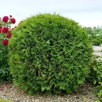 Туя ВУДВАРДИ западная в Слониме