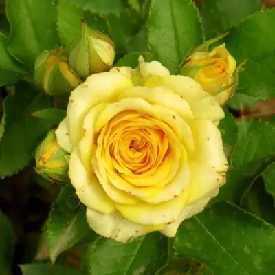 Роза САН СИТИ спрей в Слониме