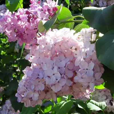 Сирень ГОРТЕНЗИЯ в Слониме