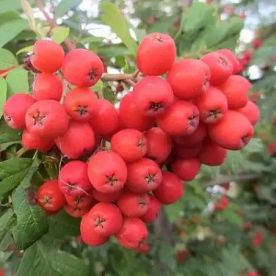 Рябина НЕВЕЖИНСКАЯ сладкоплодная в Слониме