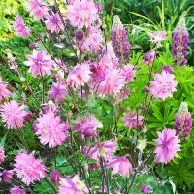 Аквилегия БАРЛОУ ПИНК гибрид МакКаны в Слониме