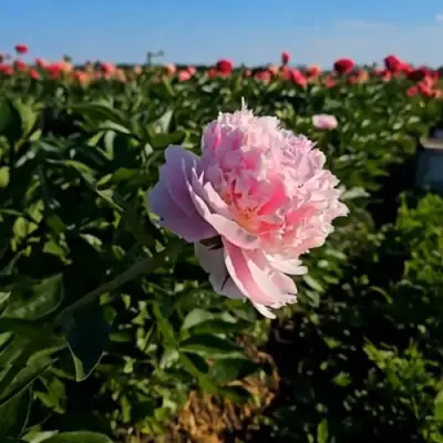 Пион ИМПЕРАТОРСКАЯ НАЛОЖНИЦА древовидный в Слониме