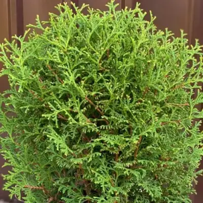 Туя ХОЗЕРИ западная в Слониме