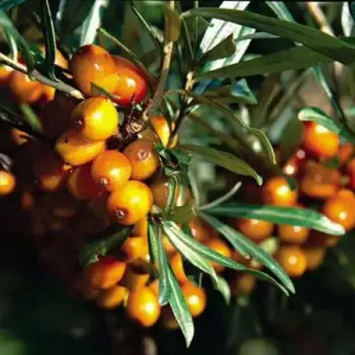 Облепиха ДАР КАЗАКОВУ в Слониме