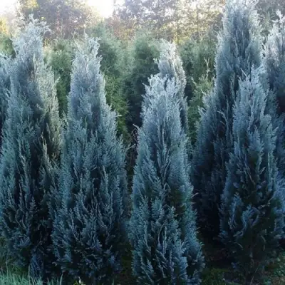 Кипарисовик ДАРТС БЛЮ РИББОН лавсона в Слониме