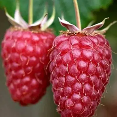 Малина РУБИНОВОЕ ОЖЕРЕЛЬЕ в Слониме