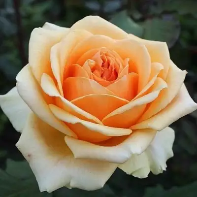 Роза ГЕЙША чайно-гибридная в Слониме