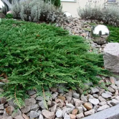 Можжевельник ПРИНЦ ОФ УЭЛЬС горизонтальный в Слониме