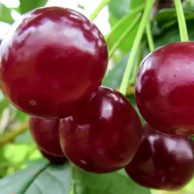 Вишня ГРИОТ БЕЛОРУССКИЙ в Слониме