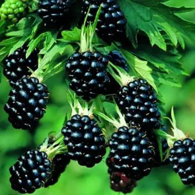 Ежевика КИТАНИНИ бесшипная  в Слониме