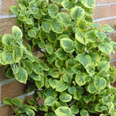 Гортензия МИРАНДА черешковая в Слониме