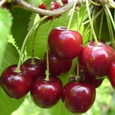 Вишня ХАРИТОНОВСКАЯ в Слониме