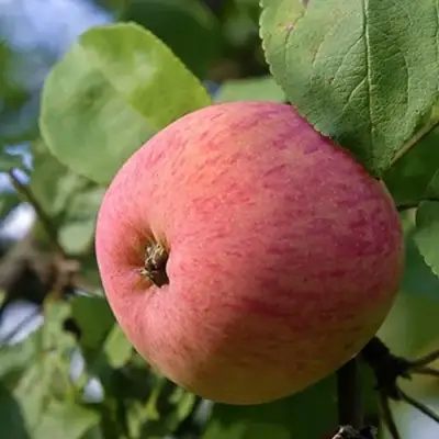 Яблоня МЕЛБА в Слониме