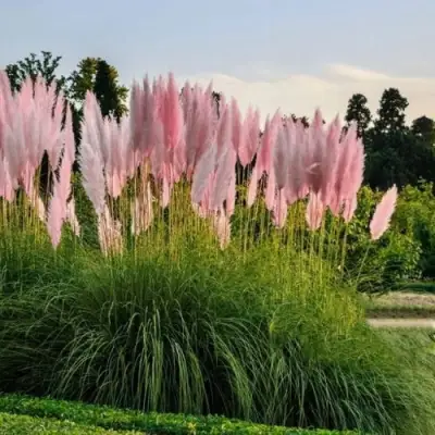 Кортадерия розовая (пампасная трава) в Слониме