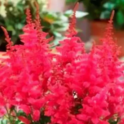 Астильба ЮНИК КАРМИН гибридная в Слониме