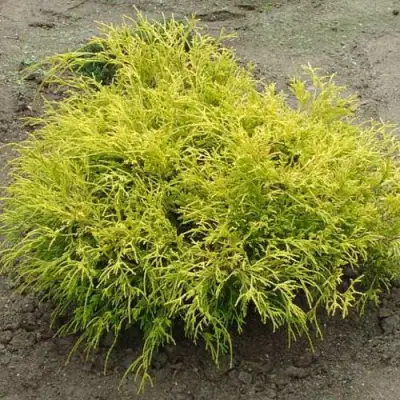 Кипарисовик ГОЛДЕН МОП горохоплодный в Слониме