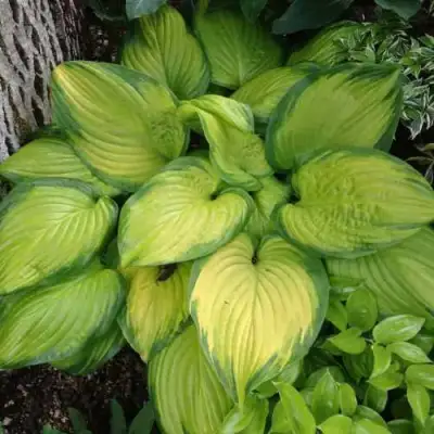 Хоста СТЕЙНД ГЛАСС гибридная в Слониме