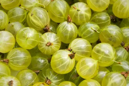 Сорта ягодных кустарников