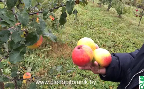 Превью видео