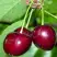 Черешня ВАСИЛИСА в Слониме