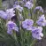 Ирис ИМПЕРИАЛ ОПАЛ сибирский в Слониме