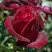 Роза ПАПА МЕЙЯН чайно-гибридная в Слониме