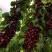 Черешня ХЕЛЕНА колоновидная в Слониме