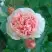 Роза ФИЛИНГ чайно-гибридная в Слониме