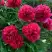 Пион БЕЛГРАВИЯ травянистый в Слониме