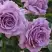 Роза ЛАВ СОНГ флорибунда в Слониме