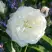 Роза АЛАБАСТЕР флорибунда в Слониме