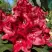 Рододендрон МАТАДОР в Слониме