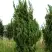 Можжевельник КАЙЗУКА китайский в Слониме