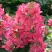 Гортензия МЕГА МИНДИ метельчатая в Слониме