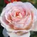 Роза АНДРЕ ЛЕ НОТР чайно-гибридная в Слониме