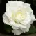Роза МОНДИАЛЬ чайно-гибридная в Слониме