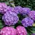 Гортензия ГАМБУРГ крупнолистная в Слониме