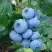 Голубика ТОРО в Слониме