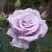 Роза СИЛЬВЕР СТАР чайно-гибридная в Слониме