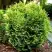 Туя ВОТЕРФИЛД западная в Слониме